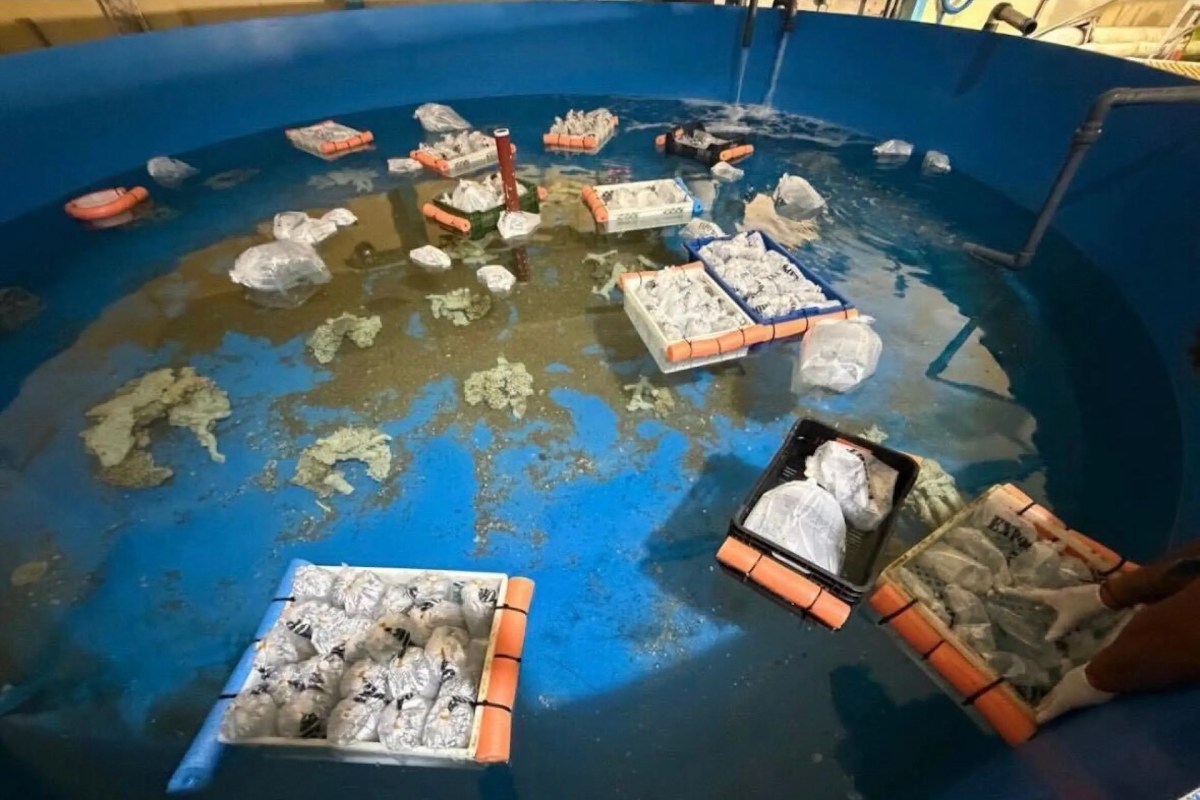 A large blue tank filled with water containing multiple baskets wrapped in plastic and floating objects.