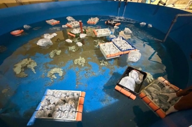 A large blue tank filled with water containing multiple baskets wrapped in plastic and floating objects.