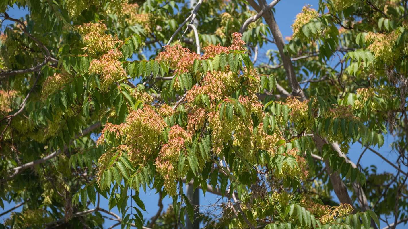 A close-up of green leaves from a tree of heaven with clusters of young, pale flowers against a clear blue sky.