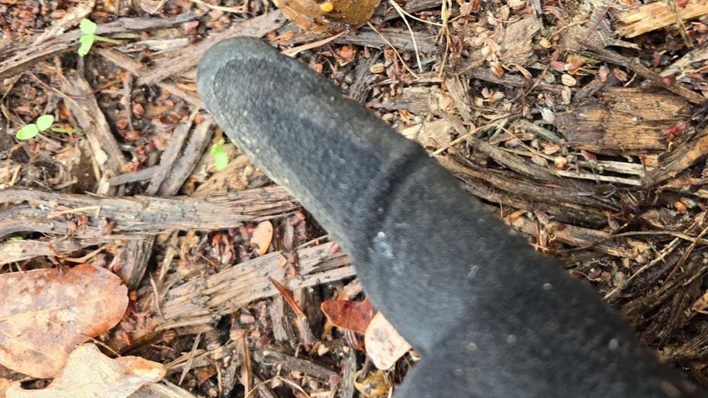 A close-up of a gloved hand pointing at brown leaves and twigs on the ground.