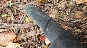 A close-up of a gloved hand pointing at brown leaves and twigs on the ground.