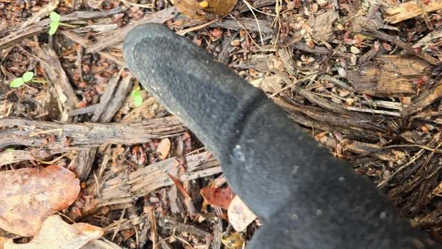 A close-up of a gloved hand pointing at brown leaves and twigs on the ground.