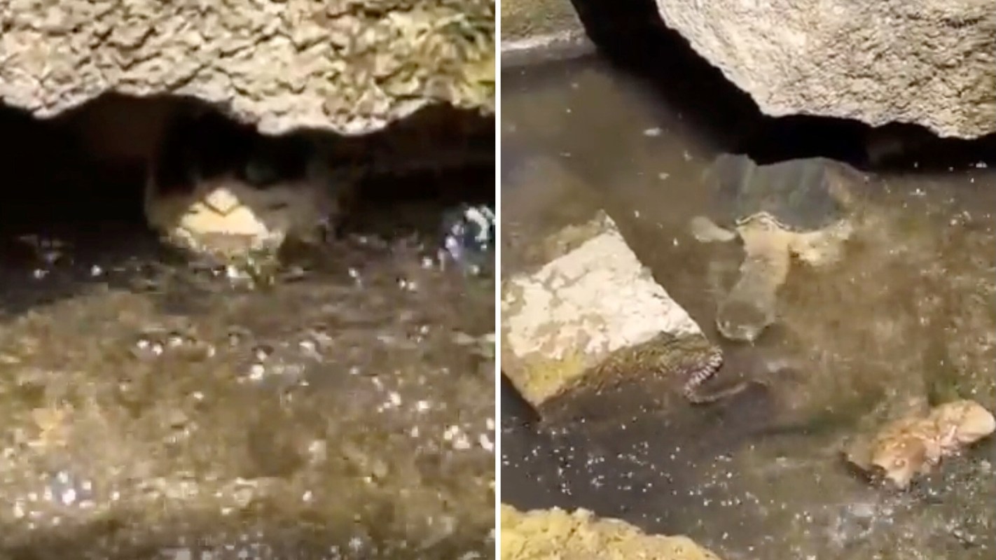 A close-up view of a turtle partially submerged in murky water with rocks and a snake nearby.
