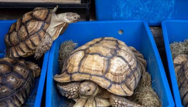 Two tortoises resting in blue plastic bins filled with hay. One is climbing over the edge.