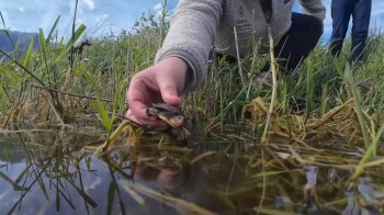 A person gently holds a small turtle above shallow water, surrounded by tall grass and greenery.
