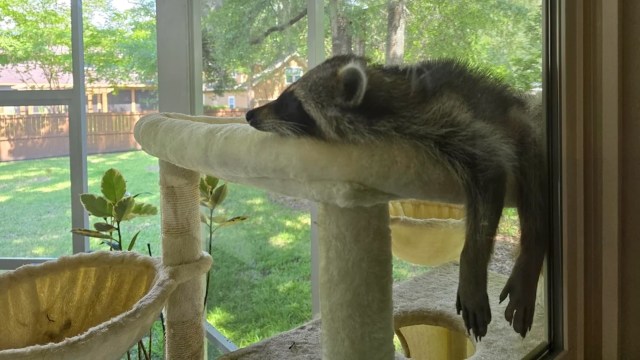 A raccoon rests its head on a indoor cat tower, overlooking a sunny outdoor scene through a window.