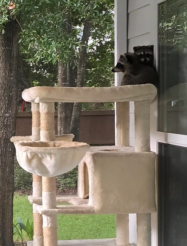 two raccoon rests on a indoor cat tower, overlooking a sunny outdoor scene through a window.