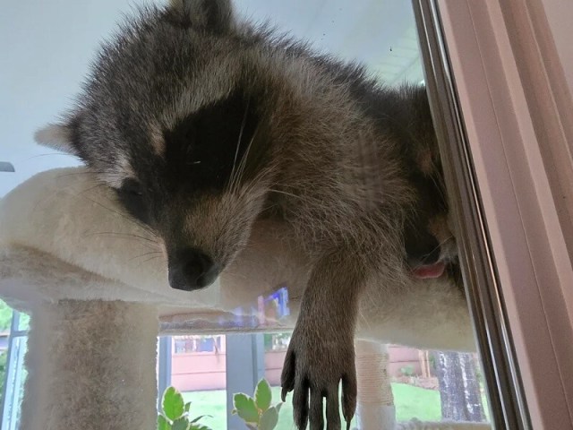 A raccoon rests its head on a indoor cat tower, overlooking a sunny outdoor scene through a window.