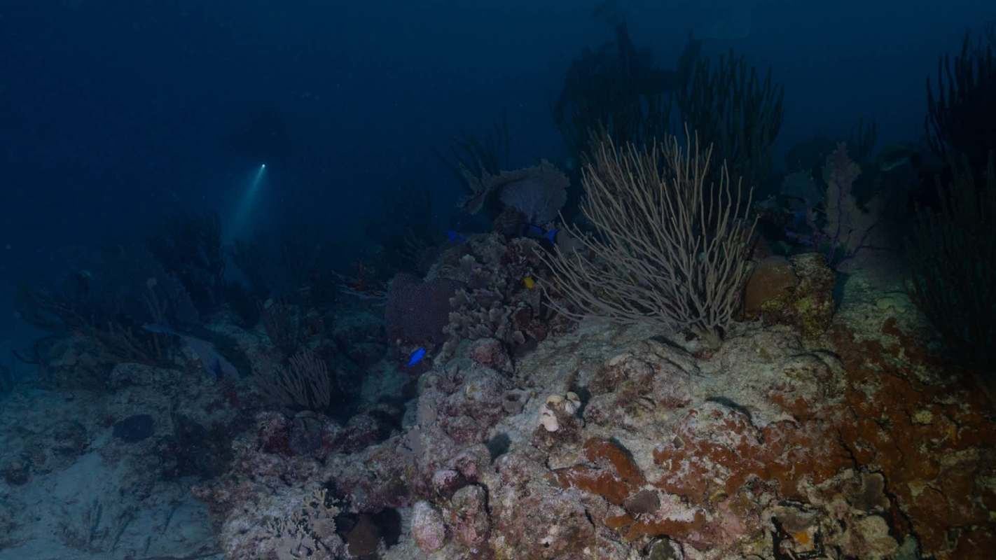 An underwater scene showcasing vibrant coral formations and two divers exploring the ocean depths with flashlights.
