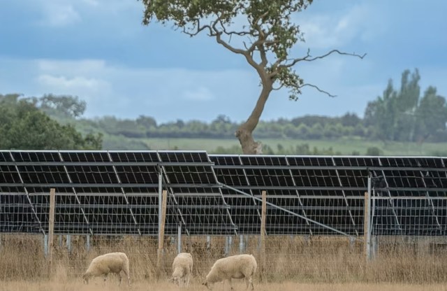 Sheep grazing in a grassy field near solar panels under a cloudy sky.