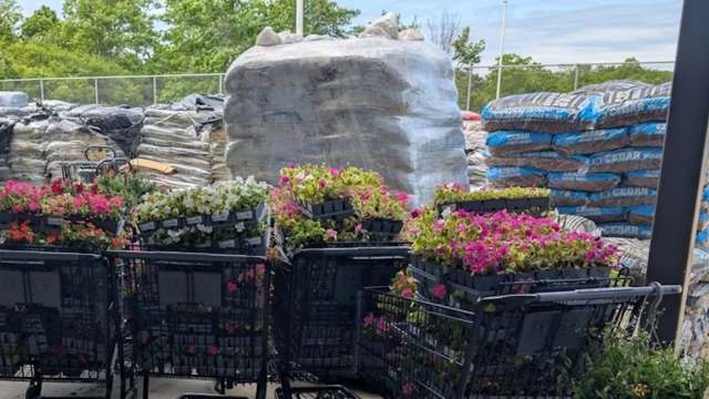 Several shopping carts filled with colorful flowers are positioned in front of stacked bags of soil and mulch.