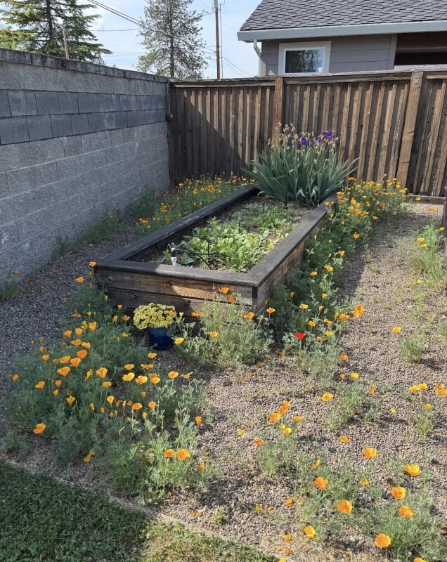 A small garden with flowers, including orange poppies and irises, bordered by a wooden fence and a gray wall.