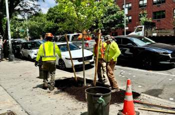 Workers in safety gear plant a small tree on a city sidewalk, surrounded by parked cars and landscaping tools.