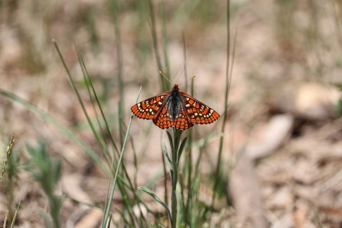 A Sacramento Mountains checkerspot butterfly on a blade of grass.