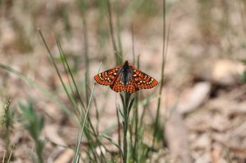 A Sacramento Mountains checkerspot butterfly on a blade of grass.