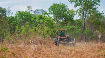 A tractor operates in a dry, overgrown field surrounded by lush green trees.