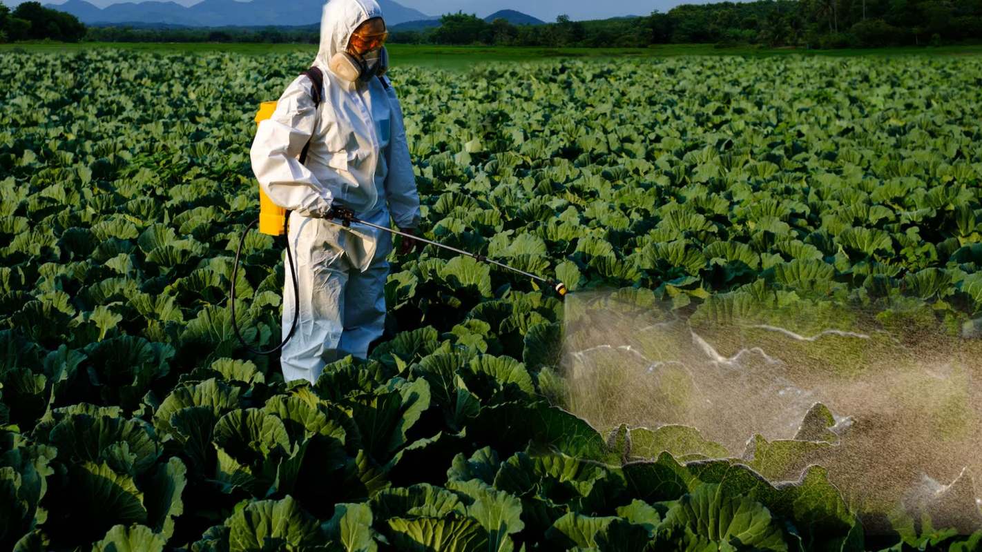A person in protective gear sprays pesticide on a lush green cabbage field.