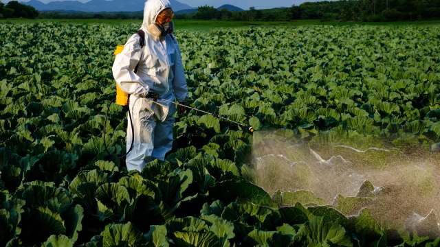 A person in protective gear sprays pesticide on a lush green cabbage field.