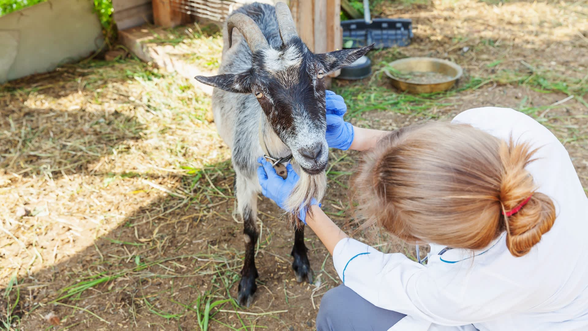 WSU veterinary graduate says up to 68 healthy animals were killed each spring in opaque training labs