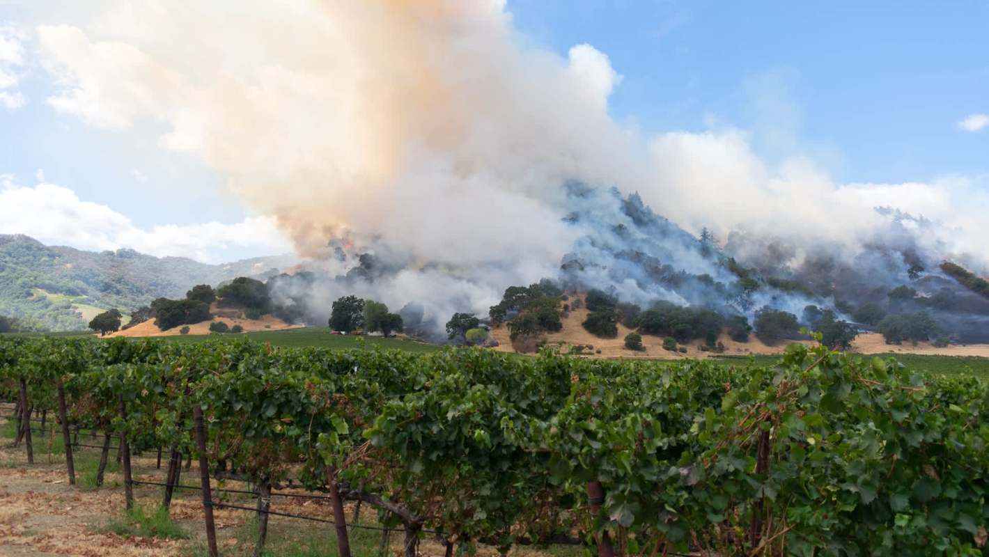 A vineyard in the foreground with a wildfire burning in the hills, creating smoke against a blue sky.