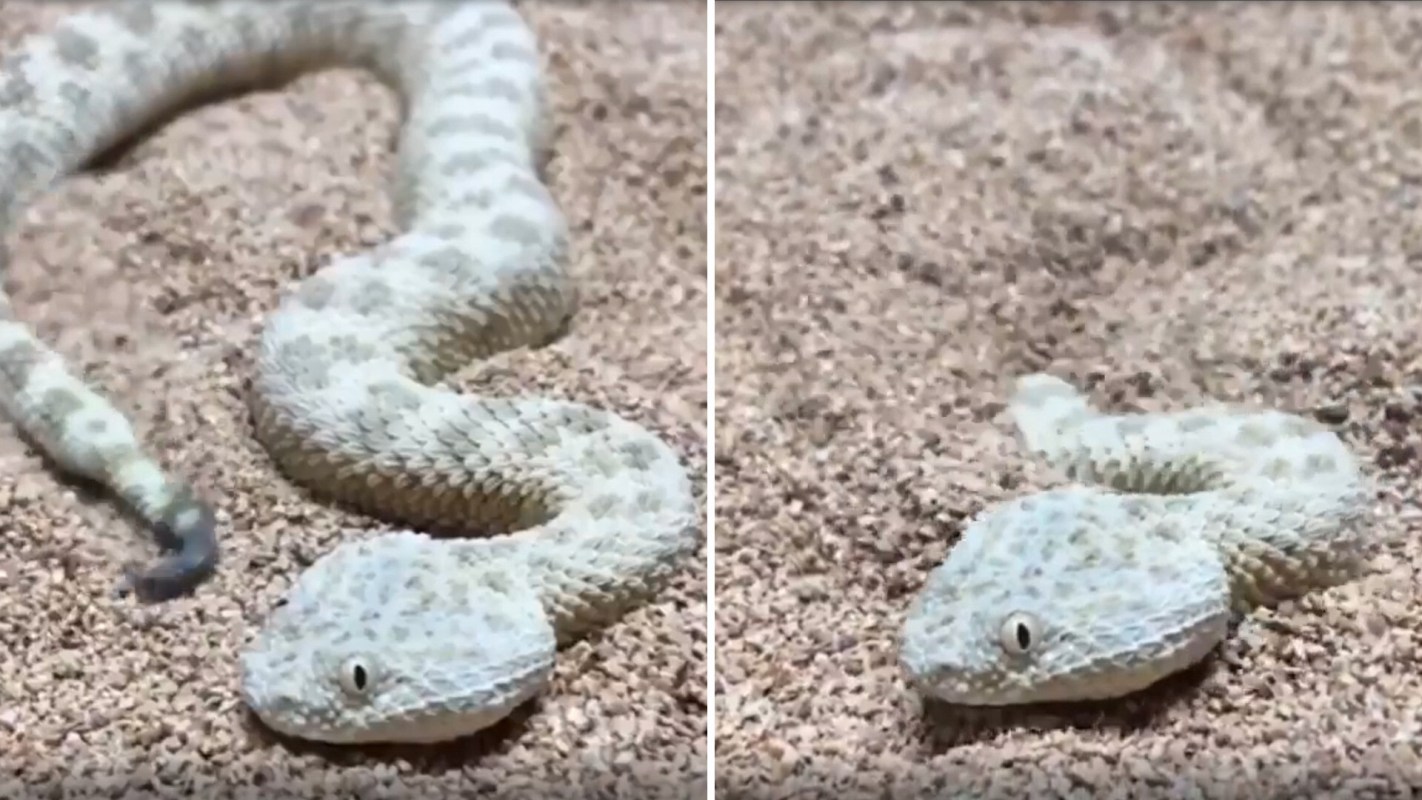 A Saharan sand viper burrowing into sand.
