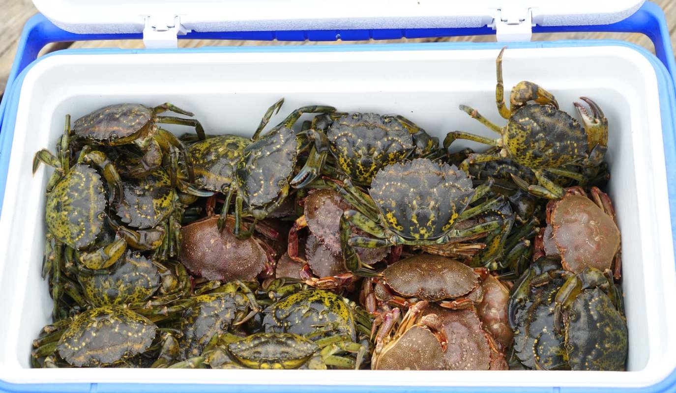 A cooler filled with various crabs, including green and brown species, resting on a wooden surface.