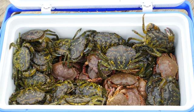 A cooler filled with various crabs, including green and brown species, resting on a wooden surface.