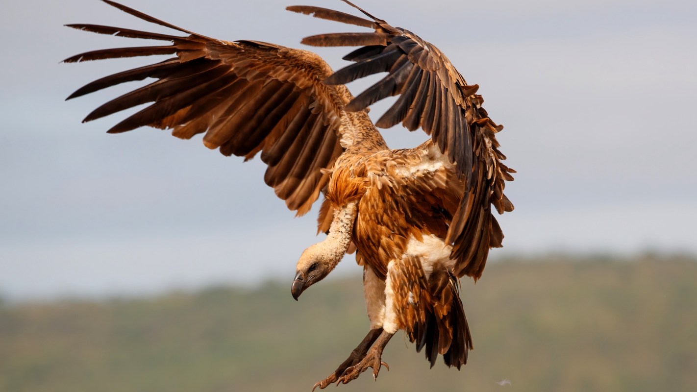 A vulture with outstretched wings is captured in mid-flight against a blurred background of greenery.
