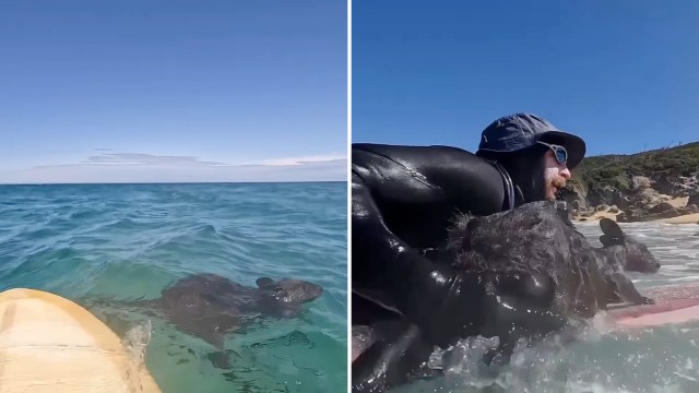 A person in a wetsuit assists a wallaby floating on a surfboard in clear blue water under a sunny sky.