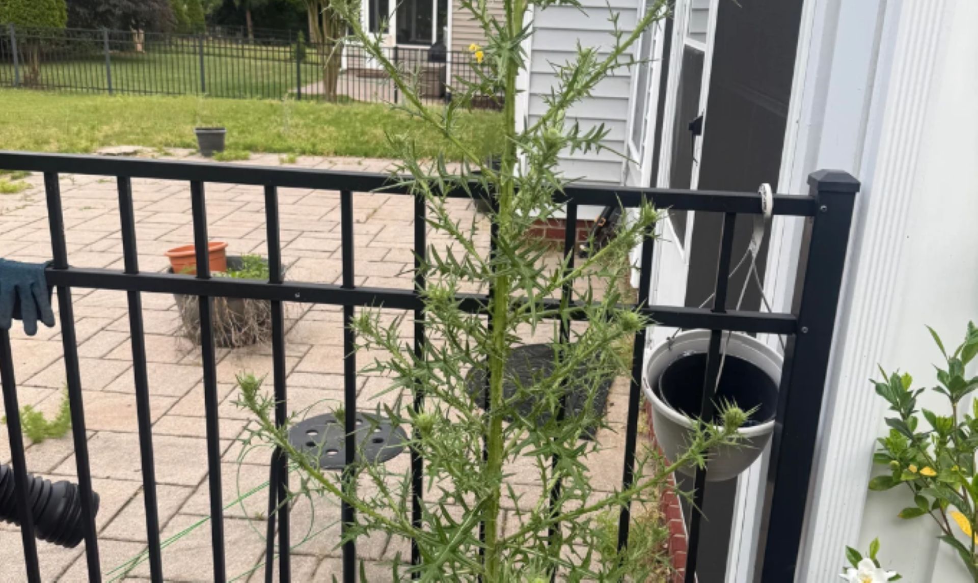 Gardener spots the 'weed of satan' in yard as commenters warn invasive plant can quickly take over