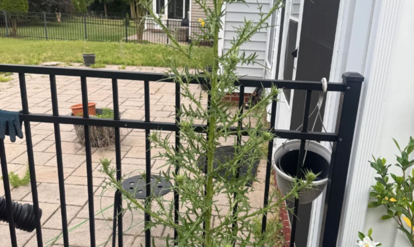A tall, spiky green plant grows near a black fence in a backyard with pavers and a few flower pots.