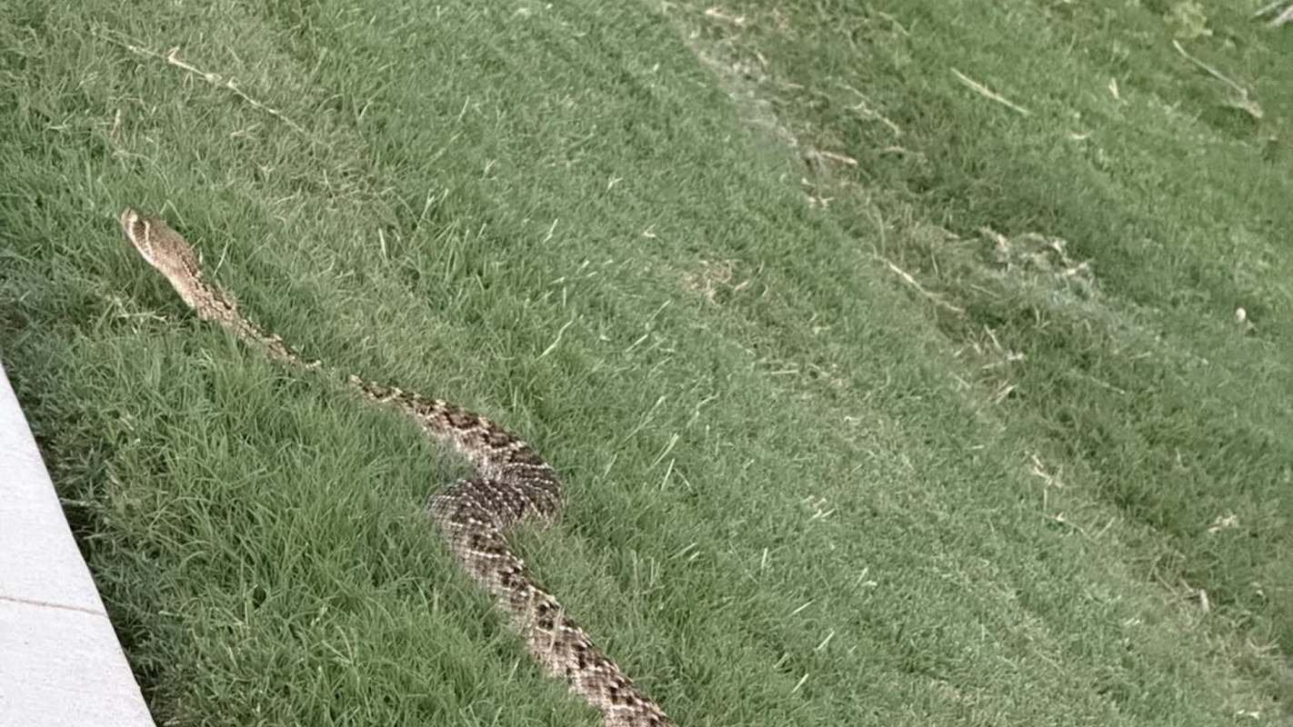 A Western diamondback rattlesnake.
