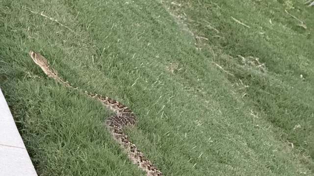 A Western diamondback rattlesnake.