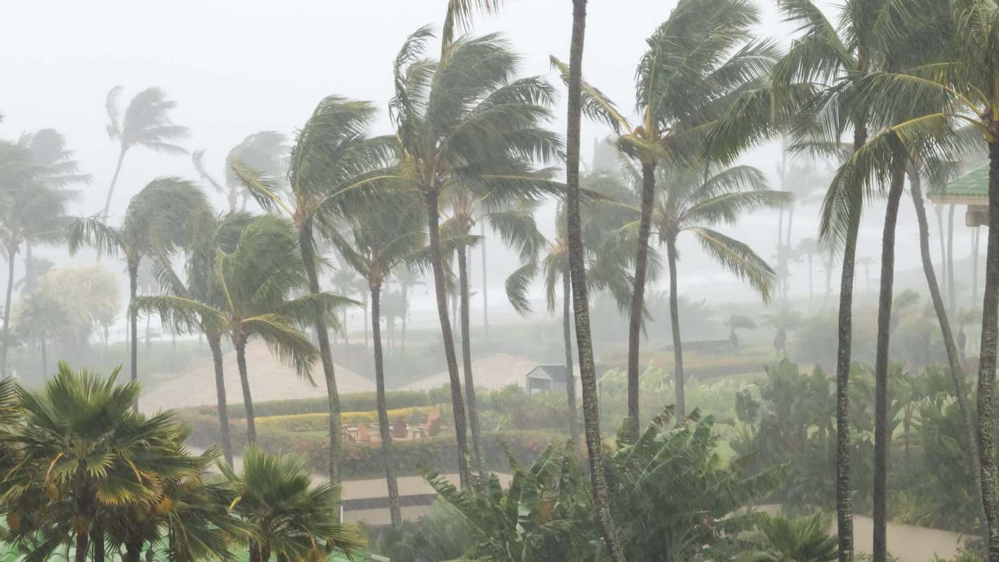 Palm trees sway in heavy rain and mist, with blurred outlines of structures in a tropical setting.
