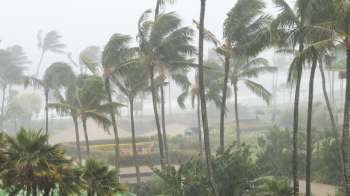 Palm trees sway in heavy rain and mist, with blurred outlines of structures in a tropical setting.