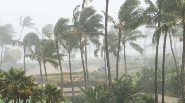 Palm trees sway in heavy rain and mist, with blurred outlines of structures in a tropical setting.