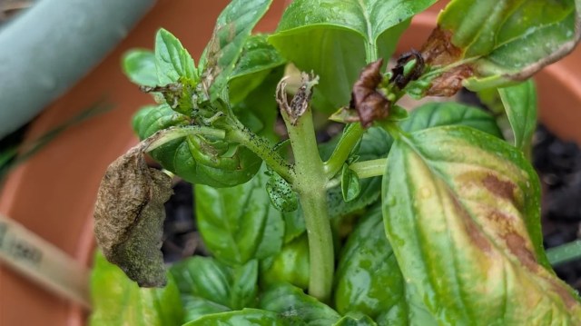 A basil plant with wilted leaves and a stem infested with beet armyworms.