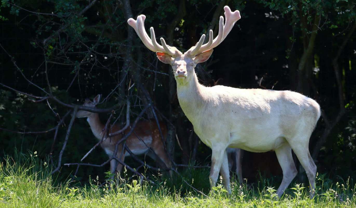 A white deer with large antlers stands in a grassy area near trees, while another deer is partially visible in the background.