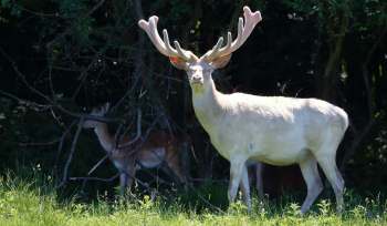 A white deer with large antlers stands in a grassy area near trees, while another deer is partially visible in the background.