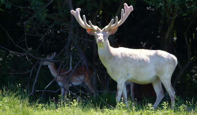 A white deer with large antlers stands in a grassy area near trees, while another deer is partially visible in the background.