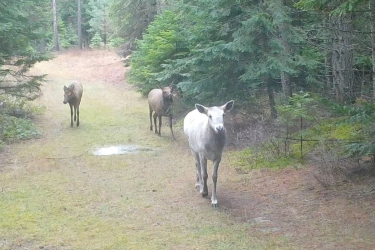 Three deer walking along a forest trail surrounded by greenery and trees.