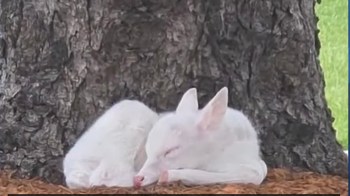 A white fawn peacefully sleeps on the ground next to a tree trunk.