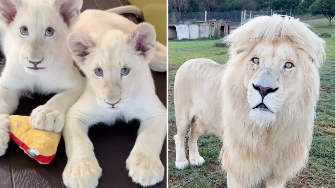 Two white lion cubs play with a toy on the left, while a large white lion looks curiously at the camera on the right.