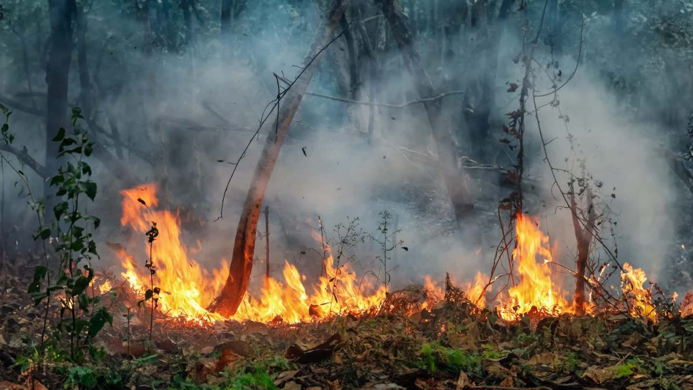 A forest fire burns through dry leaves and small trees, surrounded by thick smoke.