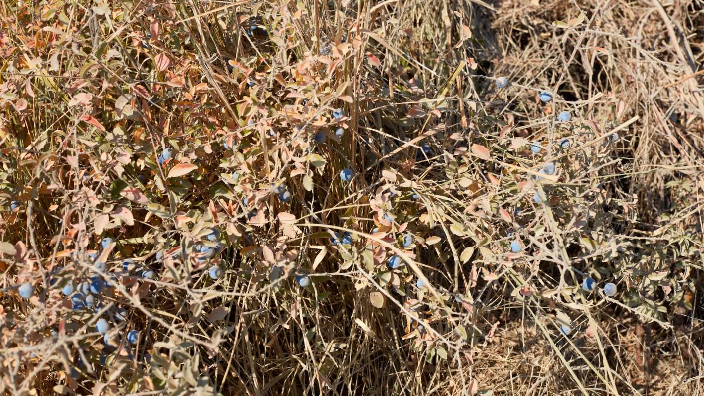 A close-up of dry plants with small blueberries among faded leaves and dry grass.