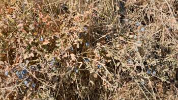 A close-up of dry plants with small blueberries among faded leaves and dry grass.