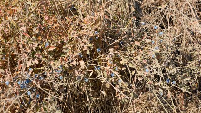 A close-up of dry plants with small blueberries among faded leaves and dry grass.