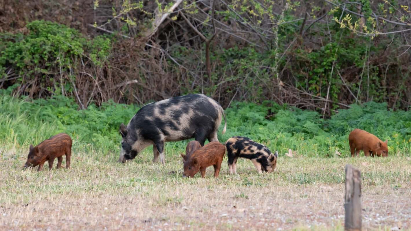 A group of wild hogs, including a larger black and white one and several smaller reddish ones, foraging in a grassy field.