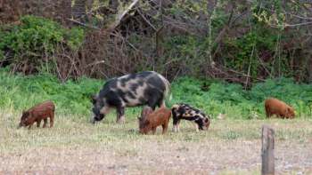 A group of wild hogs, including a larger black and white one and several smaller reddish ones, foraging in a grassy field.