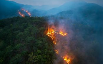 A wildfire in a forest.